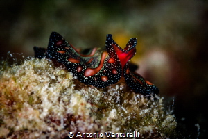 Another photo of this small creature that roams the rocky... by Antonio Venturelli 